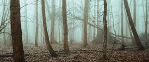 Preview wallpaper trees, forest, fog, nature, gloomy