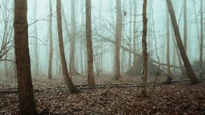 Preview wallpaper trees, forest, fog, nature, gloomy