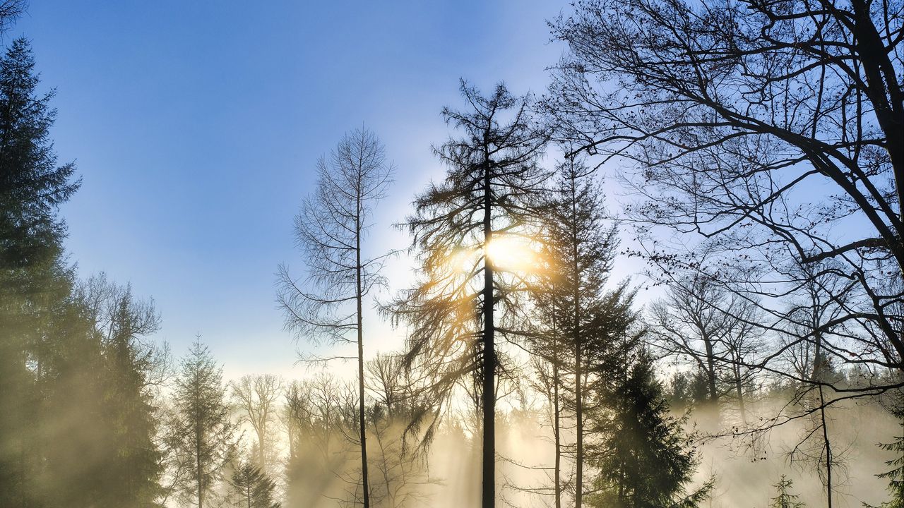 Wallpaper trees, forest, fog, sun, nature