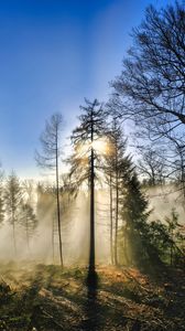 Preview wallpaper trees, forest, fog, sun, nature