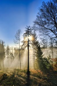 Preview wallpaper trees, forest, fog, sun, nature