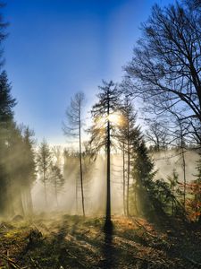 Preview wallpaper trees, forest, fog, sun, nature