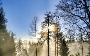 Preview wallpaper trees, forest, fog, sun, nature