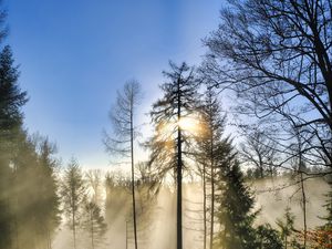 Preview wallpaper trees, forest, fog, sun, nature