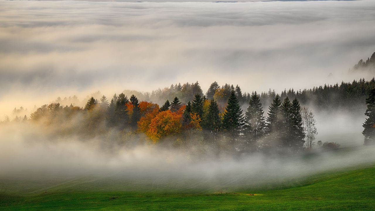 Wallpaper trees, forest, fog, grass, nature