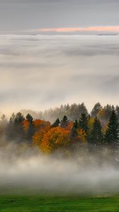 Preview wallpaper trees, forest, fog, grass, nature