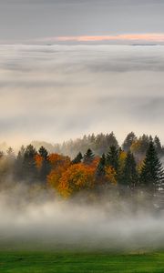 Preview wallpaper trees, forest, fog, grass, nature