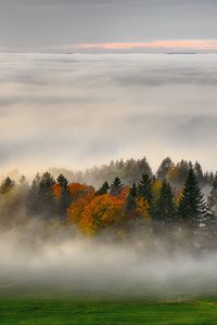 Preview wallpaper trees, forest, fog, grass, nature