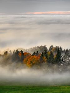 Preview wallpaper trees, forest, fog, grass, nature