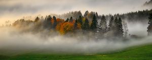 Preview wallpaper trees, forest, fog, grass, nature