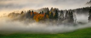 Preview wallpaper trees, forest, fog, grass, nature