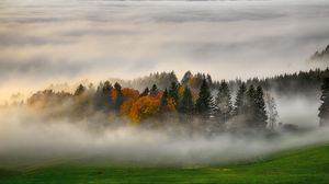 Preview wallpaper trees, forest, fog, grass, nature