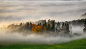 Preview wallpaper trees, forest, fog, grass, nature