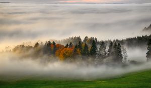 Preview wallpaper trees, forest, fog, grass, nature