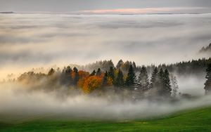Preview wallpaper trees, forest, fog, grass, nature