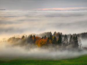 Preview wallpaper trees, forest, fog, grass, nature