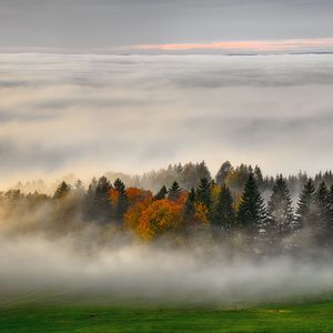 Preview wallpaper trees, forest, fog, grass, nature