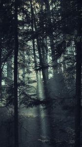 Preview wallpaper trees, forest, fog, light, nature, dark
