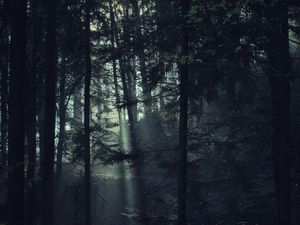 Preview wallpaper trees, forest, fog, light, nature, dark