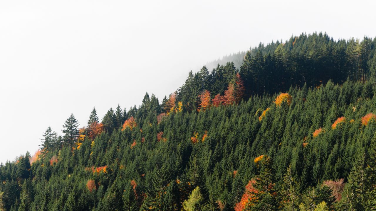 Wallpaper trees, forest, fog, autumn, nature