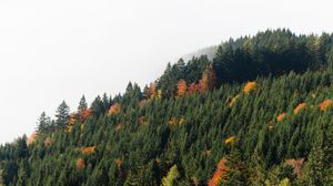 Preview wallpaper trees, forest, fog, autumn, nature