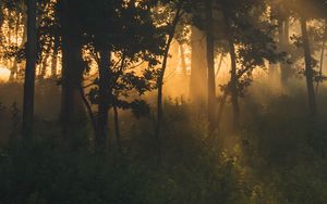Preview wallpaper trees, forest, fog, sunlight, dark