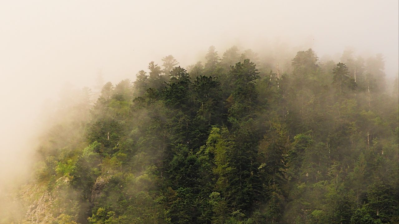 Wallpaper trees, forest, fog, landscape