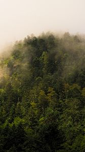 Preview wallpaper trees, forest, fog, landscape