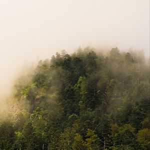 Preview wallpaper trees, forest, fog, landscape