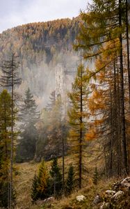 Preview wallpaper trees, forest, fog, ruins, nature