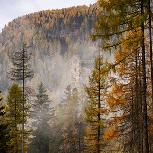 Preview wallpaper trees, forest, fog, ruins, nature