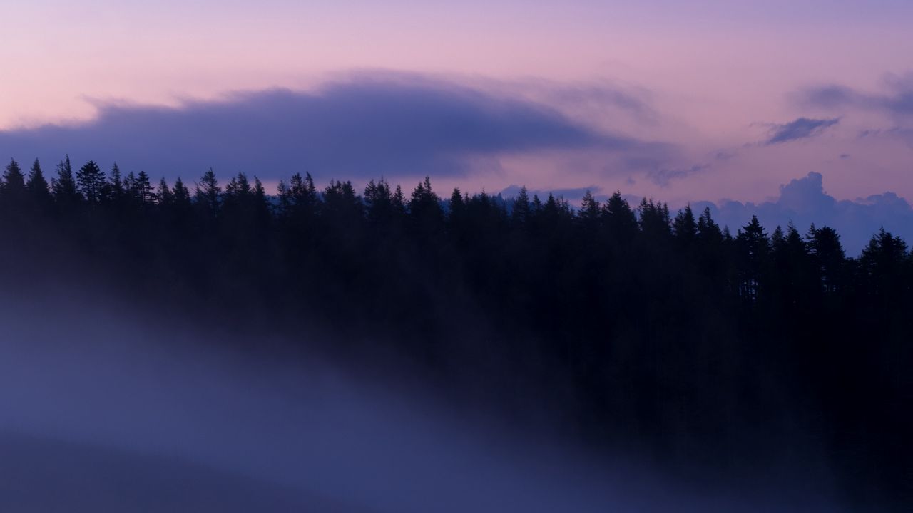 Wallpaper trees, forest, fog, dark, nature