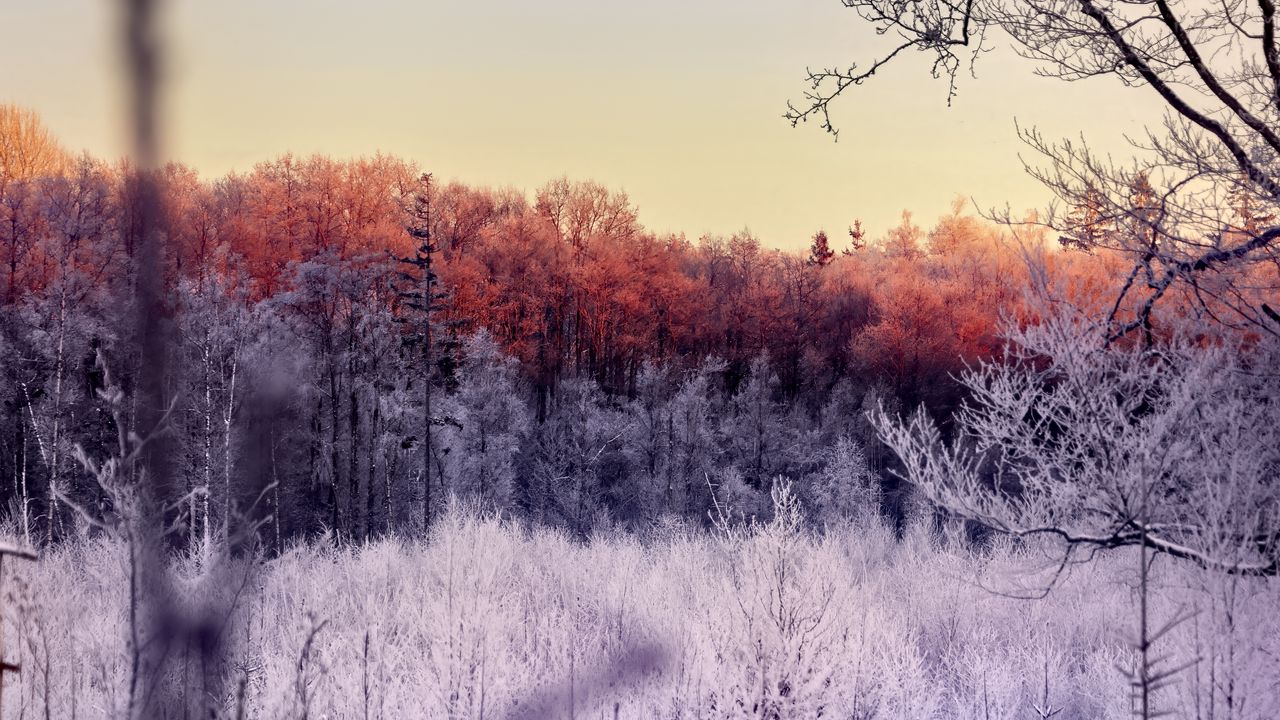 Wallpaper trees, forest, frost, nature, landscape