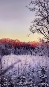 Preview wallpaper trees, forest, frost, nature, landscape