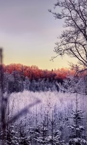 Preview wallpaper trees, forest, frost, nature, landscape