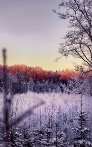 Preview wallpaper trees, forest, frost, nature, landscape