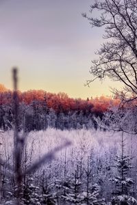 Preview wallpaper trees, forest, frost, nature, landscape