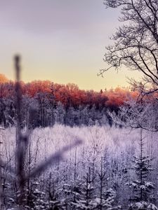 Preview wallpaper trees, forest, frost, nature, landscape