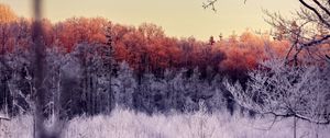 Preview wallpaper trees, forest, frost, nature, landscape