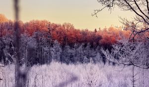 Preview wallpaper trees, forest, frost, nature, landscape