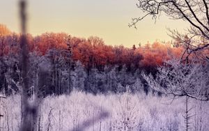 Preview wallpaper trees, forest, frost, nature, landscape