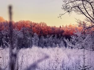 Preview wallpaper trees, forest, frost, nature, landscape