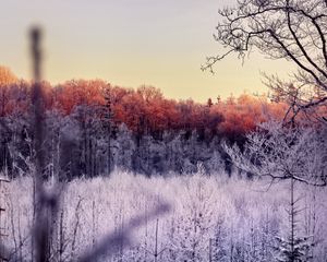 Preview wallpaper trees, forest, frost, nature, landscape