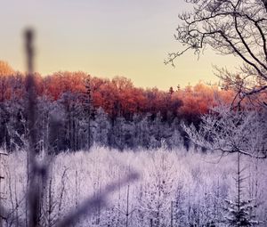 Preview wallpaper trees, forest, frost, nature, landscape