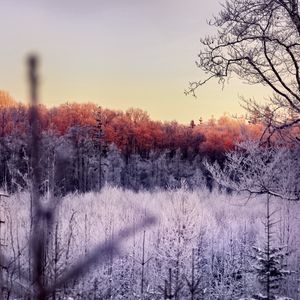 Preview wallpaper trees, forest, frost, nature, landscape