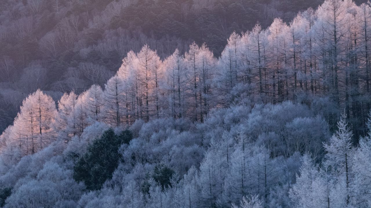 Wallpaper trees, forest, frost, winter, cold