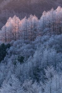 Preview wallpaper trees, forest, frost, winter, cold