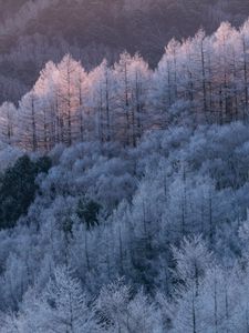 Preview wallpaper trees, forest, frost, winter, cold