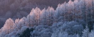 Preview wallpaper trees, forest, frost, winter, cold
