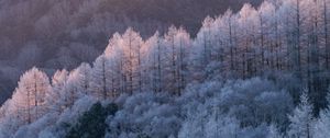 Preview wallpaper trees, forest, frost, winter, cold